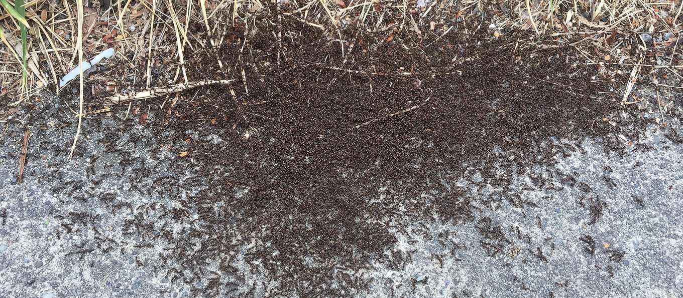 Trail of pavement ants along a concrete sidewalk crack in Newark