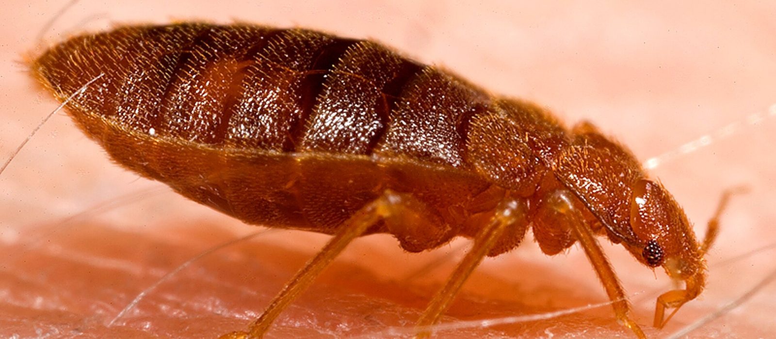 Inspecting a mattress seam for bed bugs in a Newark apartment