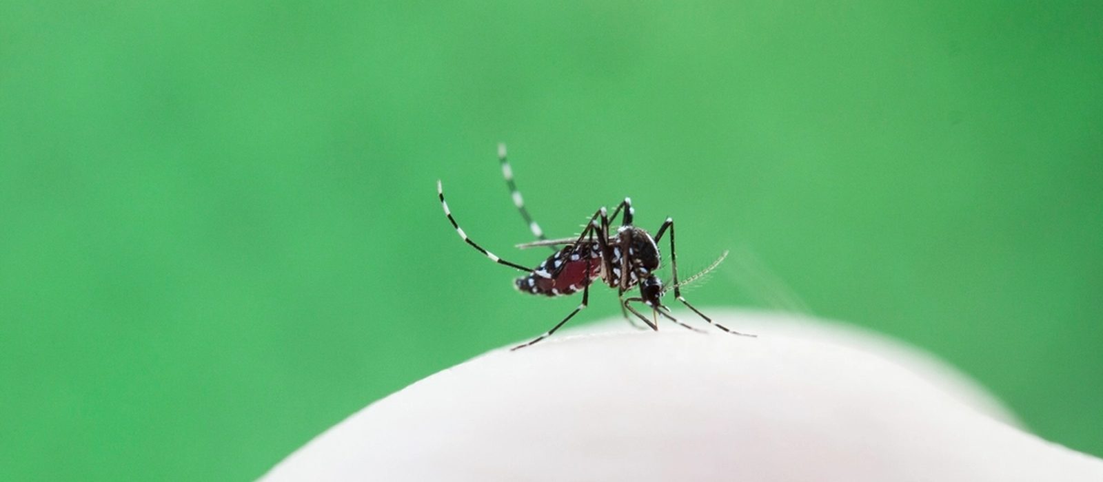 Asian tiger mosquito on skin in a shaded Newark backyard