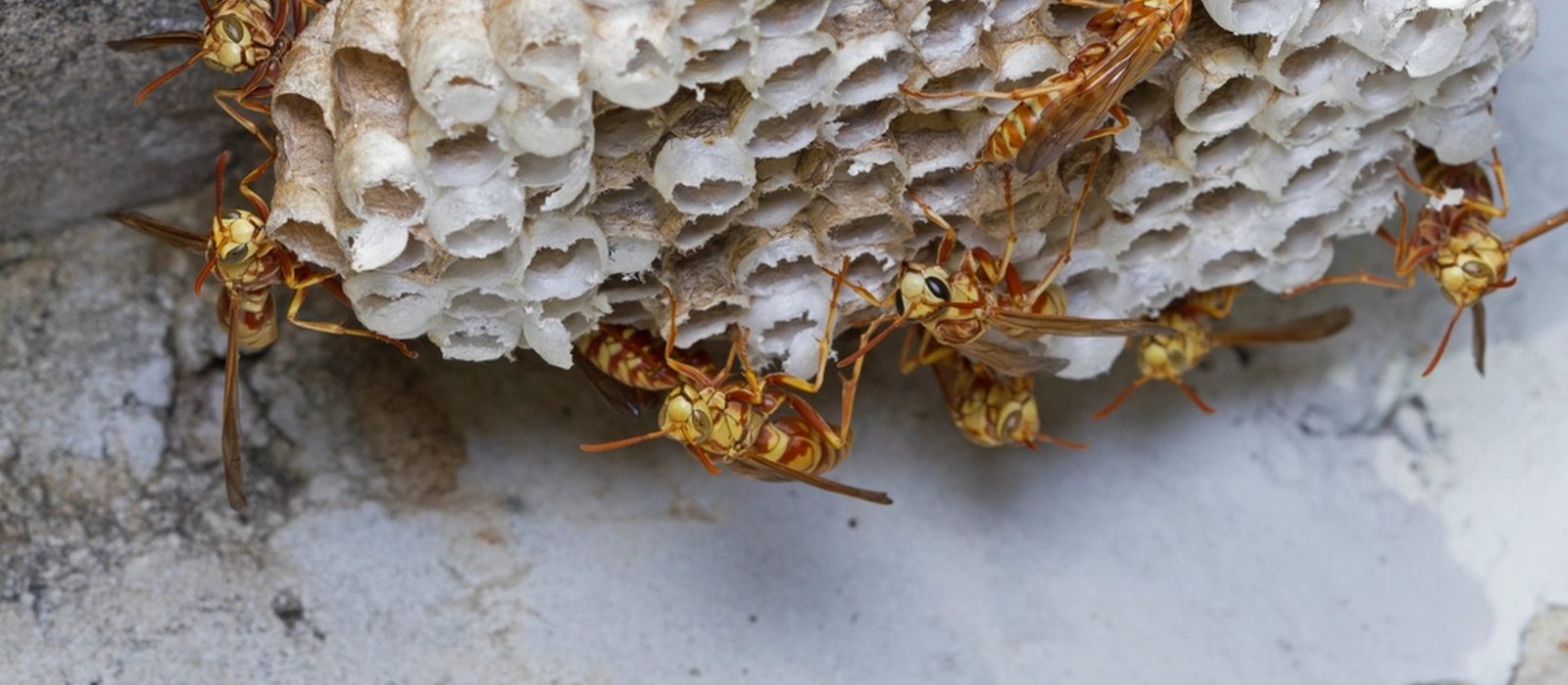 Paper wasp nest tucked under the eave of a Newark porch roof